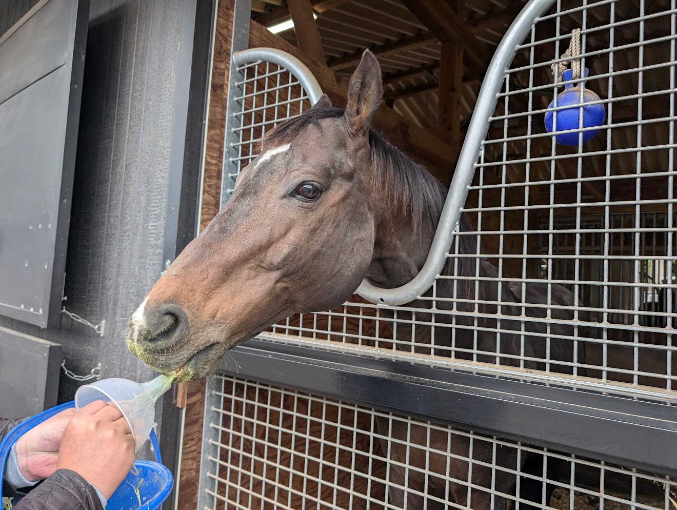 ロート付きの容器から飼葉を食べる馬