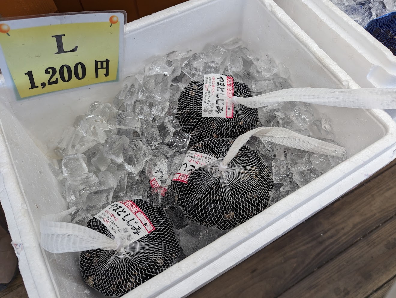 氷の上に並ぶ大粒のしじみ（2022年11月撮影・当時Lサイズ1,200円）